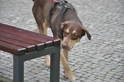 Dogtryna - szkolenie psów, konsultacje behawioralne, praca węchowa